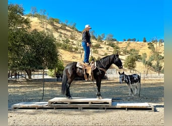 American Quarter Horse, Gelding, 11 years, 15 hh, Black