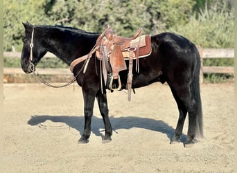 American Quarter Horse, Gelding, 11 years, 15 hh, Black