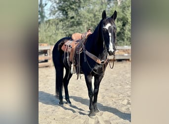 American Quarter Horse, Gelding, 11 years, 15 hh, Black