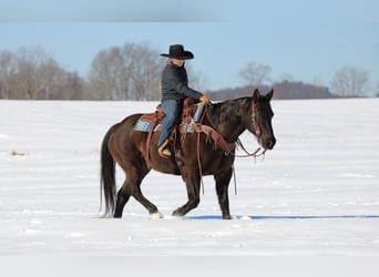American Quarter Horse, Gelding, 11 years, 15 hh, Black