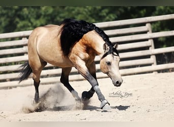 American Quarter Horse, Gelding, 11 years, 15 hh, Buckskin