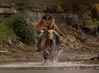 American Quarter Horse, Gelding, 11 years, 15 hh, Buckskin