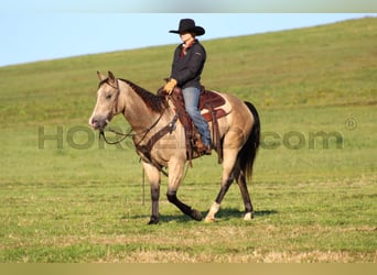 American Quarter Horse, Wallach, 11 Jahre, 15 hh, Buckskin