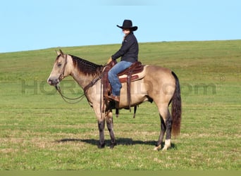 American Quarter Horse, Wallach, 11 Jahre, 15 hh, Buckskin