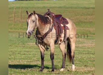 American Quarter Horse, Wallach, 11 Jahre, 15 hh, Buckskin