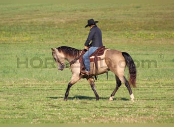 American Quarter Horse, Wallach, 11 Jahre, 15 hh, Buckskin