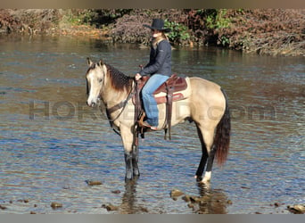 American Quarter Horse, Wallach, 11 Jahre, 15 hh, Buckskin