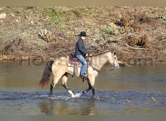 American Quarter Horse, Wallach, 11 Jahre, 15 hh, Buckskin