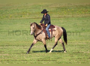 American Quarter Horse, Wallach, 11 Jahre, 15 hh, Buckskin