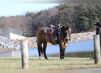 American Quarter Horse, Gelding, 11 years, 15 hh, Buckskin