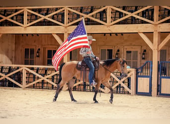 American Quarter Horse, Gelding, 11 years, 15 hh, Buckskin