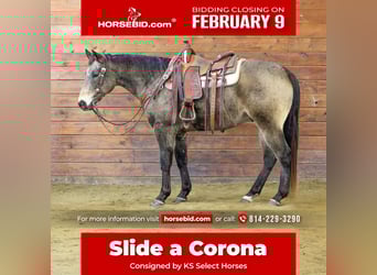 American Quarter Horse, Gelding, 11 years, 15 hh, Buckskin