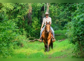 American Quarter Horse, Gelding, 11 years, 15 hh, Buckskin