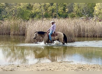 American Quarter Horse, Wallach, 11 Jahre, 15 hh, Buckskin