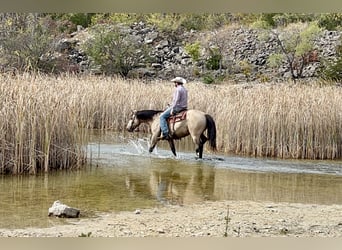 American Quarter Horse, Wallach, 11 Jahre, 15 hh, Buckskin