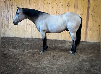 American Quarter Horse, Wallach, 11 Jahre, 15 hh, Buckskin