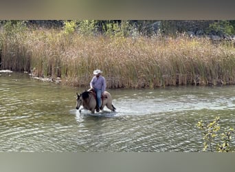 American Quarter Horse, Wallach, 11 Jahre, 15 hh, Buckskin