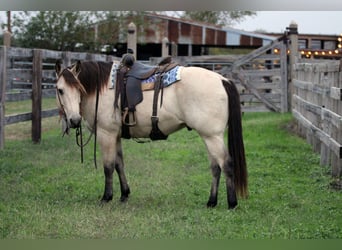 American Quarter Horse, Gelding, 11 years, 15 hh, Buckskin