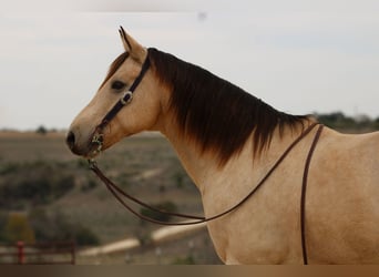 American Quarter Horse, Gelding, 11 years, 15 hh, Buckskin