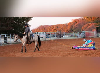 American Quarter Horse, Gelding, 11 years, 15 hh, Buckskin