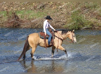 American Quarter Horse, Gelding, 11 years, 15 hh, Buckskin