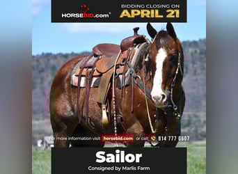 American Quarter Horse, Gelding, 11 years, 15 hh, Chestnut