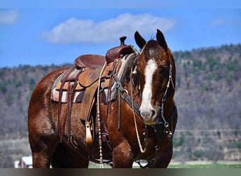 American Quarter Horse, Gelding, 11 years, 15 hh, Chestnut