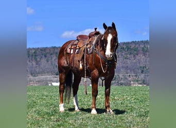 American Quarter Horse, Gelding, 11 years, 15 hh, Chestnut