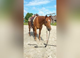 American Quarter Horse, Gelding, 11 years, 15 hh, Chestnut-Red