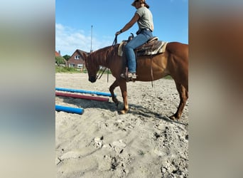 American Quarter Horse, Gelding, 11 years, 15 hh, Chestnut-Red