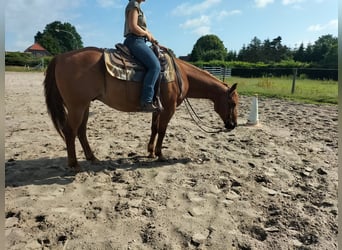 American Quarter Horse, Gelding, 11 years, 15 hh, Chestnut-Red