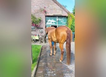 American Quarter Horse, Gelding, 11 years, 15 hh, Chestnut-Red