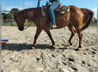American Quarter Horse, Gelding, 11 years, 15 hh, Chestnut-Red