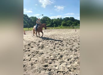 American Quarter Horse, Gelding, 11 years, 15 hh, Chestnut-Red