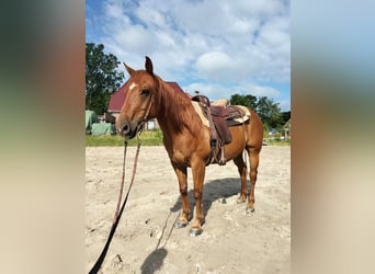 American Quarter Horse, Gelding, 11 years, 15 hh, Chestnut-Red