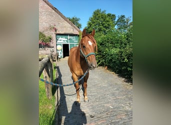 American Quarter Horse, Gelding, 11 years, 15 hh, Chestnut-Red