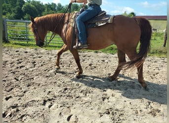 American Quarter Horse, Gelding, 11 years, 15 hh, Chestnut-Red