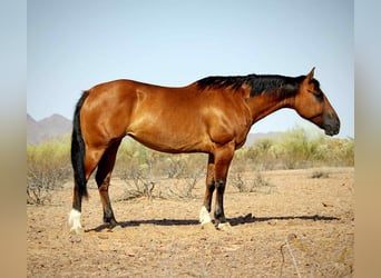 American Quarter Horse, Gelding, 11 years, 15 hh, Dun