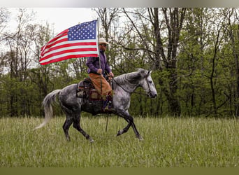 American Quarter Horse, Gelding, 11 years, 15 hh, Gray-Dapple