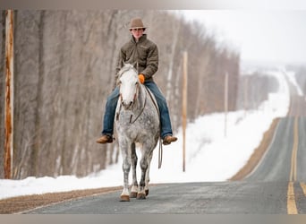 American Quarter Horse, Gelding, 11 years, 15 hh, Gray