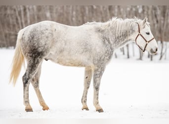 American Quarter Horse, Gelding, 11 years, 15 hh, Gray