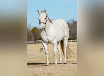 American Quarter Horse, Gelding, 11 years, 15 hh, Gray