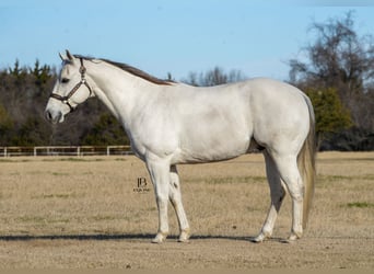 American Quarter Horse, Gelding, 11 years, 15 hh, Gray