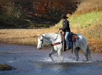American Quarter Horse, Gelding, 11 years, 15 hh, Grey
