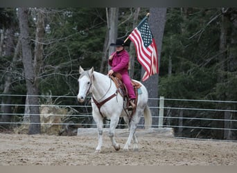 American Quarter Horse, Gelding, 11 years, 15 hh, Grey