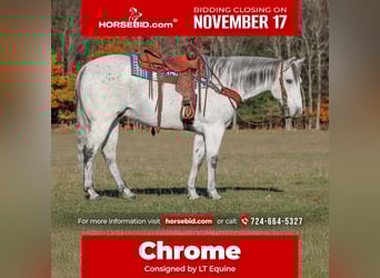 American Quarter Horse, Gelding, 11 years, 15 hh, Grey