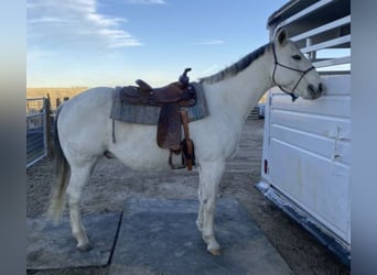 American Quarter Horse, Gelding, 11 years, 15 hh, Grey