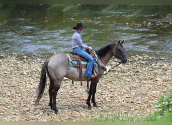 American Quarter Horse, Gelding, 11 years, 15 hh, Grullo