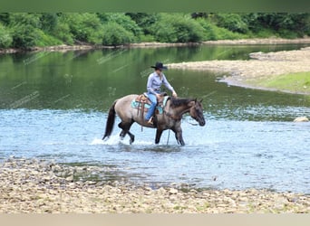 American Quarter Horse, Gelding, 11 years, 15 hh, Grullo