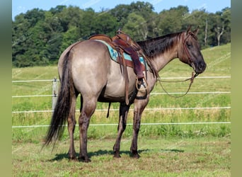 American Quarter Horse, Gelding, 11 years, 15 hh, Grullo